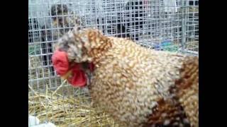 Poule Huppée Courtisane Exposition Européenne dAviculture Metz 2015 [upl. by Twitt]