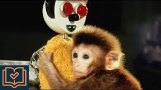 WORLDs most famous EXPERIMENT about Mothers LOVE  Harry Harlow monkey experimentAttachment theory [upl. by Mala]