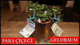 💰 Para Çiçeği 💰Geldbaum💰 Crassula Ovata💰 Para Ağacı Para Para Ağacı Çiçeği Bolluk Bereket [upl. by Mcgraw631]