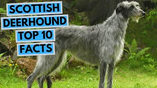 Scottish Deerhound  TOP 10 Interesting Facts [upl. by Awuhsoj]