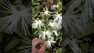 Habenaria medusa in habitat anggrek tanah yg unik [upl. by Penoyer628]