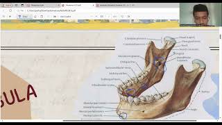 Anatomi Mandibula dan Musculus Mascitatores [upl. by Yarrum]