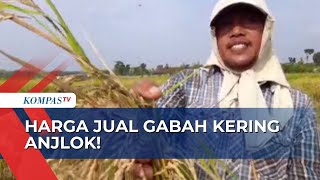 Petani Merugi saat Harga Beras Mahal Masuknya Beras Impor jadi Salah Satu Faktor [upl. by Brittney]