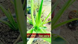 ytshortsbeneficent aloevera ଉପକାରୀ ଘିଂକୁଆରୀ 🤔 [upl. by Noissap]