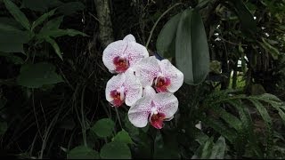 How Orchids Grow in Hawaii [upl. by Seuqirdor]