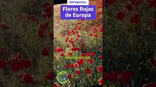 Amapolas Flores Rojas de Europa y Asia con Beneficios Medicinales y Nutricionales [upl. by Manvell]