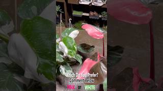 Philodendron White Wizard vs Philodendron Pink Princess WHO WINS Comment Below [upl. by Ycinuq914]