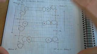 ADN y estructuras del ADN  Biologia Ácidos nucleicos Material genético [upl. by Demona]