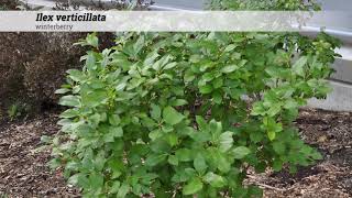 winterberry Ilex verticillata [upl. by Ginni]