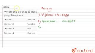 Which one belongs to class polyplacophora [upl. by Amzaj528]