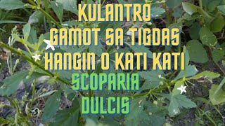 KulantroSCOPARIA DULCIS [upl. by Kathrine]