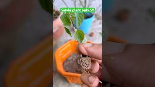 5₹ only salvia babyplant salvia flowers ytshort garden gardening plants plantation marrygols [upl. by Gnet262]