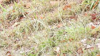 Redbrowed Finches Maryborough Qld [upl. by Mansfield]