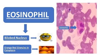 Eosinophil  Simplified Explanation  Doodle Animation  Images [upl. by Neeven837]