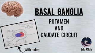 BASAL GANGLIA  Caudate And Putamen Circuit  Clinical Dysfunction  QNAPG [upl. by Arik129]