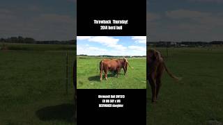 2014 herd bull shorts simmental farming [upl. by Naitsyrk]