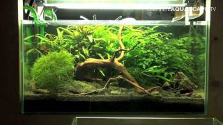 Aquarium Ideas  Planted tank 60x40x30 no 2 Cambarellus crayfish [upl. by Handel389]