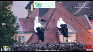 LeutershausenD A pair of storks who stayed in Europe for the winter 20240930 [upl. by Atsirt981]