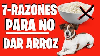 🛑Los PERROS Pueden Comer ARROZ ❓ 🔴 El ARROZ es BUENO para los PERROS ❓ ✅ [upl. by Yup]