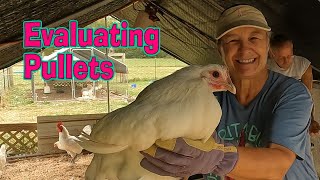 Evaluating American Bresse Pullets  Do They Make The Grade [upl. by Annaed]