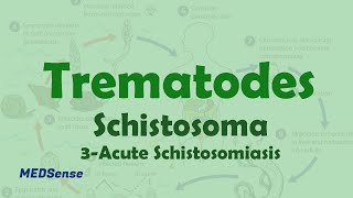 Schistosoma 3 Acute Schistosomiasis [upl. by Morrissey]