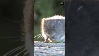 Moles or Voles Learn How to Tell Them Apart and Take Action shorts [upl. by Ailecra267]