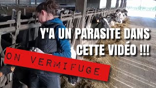 ESPÈCE DE PARASITE  ou comment vermifuger les bovins 😜 [upl. by Tressia]