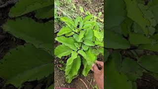 मूतखडा  Patharchata Leaf  Kidney Stone Problem In Marathi  kidneystones  Mutkhada [upl. by Wei]