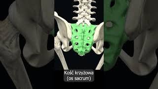 Kość krzyżowa os sacrum uczymy razem shorts anatomia medycyna 3d anatomy [upl. by Nivrem]