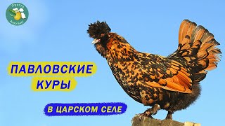 Павловские куры Возрожденные как феникс [upl. by Norah]