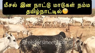 மீசல் நாட்டு மாடுகள் நம்ம தமிழ்நாட்டில்  Meesal cow in Tamilnadu [upl. by Eanom765]