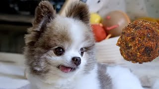 Cute Pomeranian Dog LOVES meatballs 🐶 [upl. by Randall900]