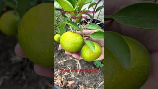 Mandarins in a 1 gallon pot ripening citrus garden orange [upl. by Wilhide]