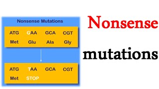 Nonsense mutations [upl. by Gow]