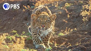 Leopard Hunts Baboon in Broad Daylight [upl. by Hailey176]