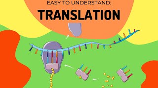 Protein Synthesis Translation [upl. by Rasla]