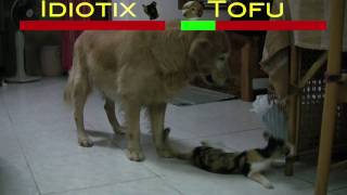 Cat vs Dog Epic Battle [upl. by Atenahs]