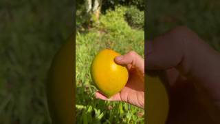 Abiu fruit trendingshorts viralreels fruitmalayalamtamilreels kannada bengali hindi telugu [upl. by Venita]