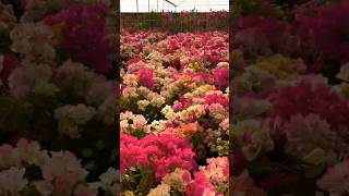 beautiful flowersnice flowers flowervarieties shortsvideo 🌹🌹 [upl. by Leonid994]