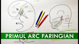 Embriologie  Primul arc faringian și derivatele sale [upl. by Geoff]