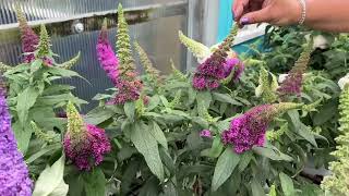 Butterfly Bushes [upl. by Jeralee]