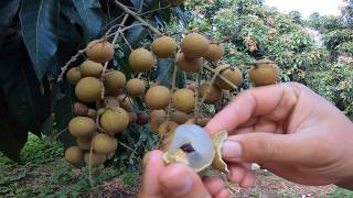 Longan farm on harvesting day [upl. by Harle]