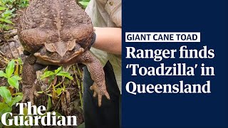 Toadzilla massive 27kg cane toad found in Queensland Australia [upl. by Ihsorih]