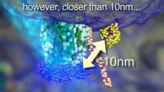 FRET  Fluorescence Resonance Energy Transfer  Dr Othon Gervasio  3D Scientific Animation [upl. by Pren]