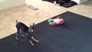 Minpin Barking [upl. by Emyle894]