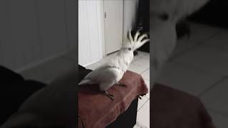 Cockatoo Bumping Not Like Us shorts kendricklamar dance viralvideo [upl. by Ihcekn]