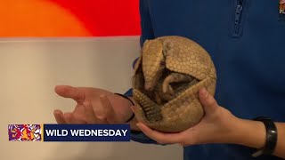 Wild Wednesday Armelia the threebanded armadillo [upl. by Htiffirg]