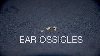 EAR OSSICLES [upl. by Natanoy]