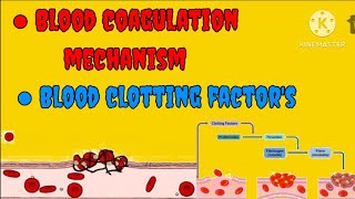 Blood coagulation mechanismBlood clotting [upl. by Ytirahc]