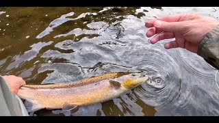 A Salmon on the Nymph with Davie McPhail [upl. by Aksel833]